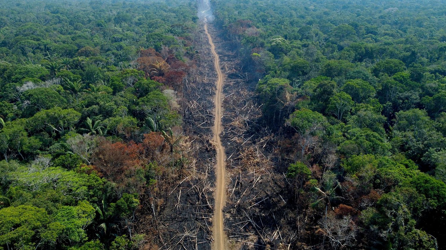 La déforestation tropicale réduit considérablement les précipitations, confirme une étude scientifique