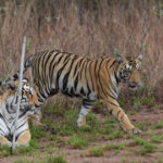 l’Inde abrite désormais plus de 3 000 tigres