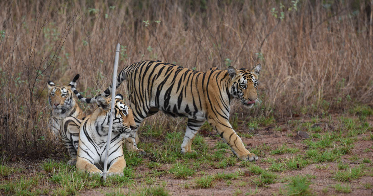 l’Inde abrite désormais plus de 3 000 tigres