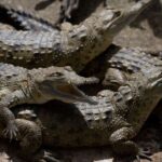 En Colombie, une opération de réintroduction pour sauver le crocodile de l’Orénoque