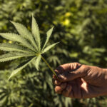 deux ans après la loi sur le cannabis, les cultivateurs du Rif toujours « dans le brouillard »