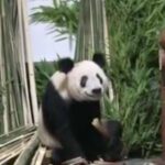 230529111531 01 china us ya ya panda returns beijing zoo