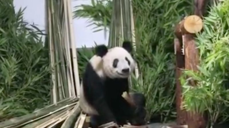 230529111531 01 china us ya ya panda returns beijing zoo