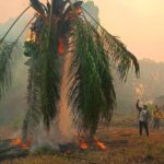 Décès, incendies, sécheresse... l'Amazonie suffoque sous une canicule historique