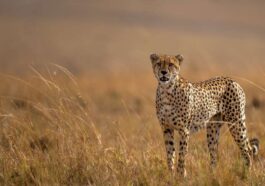 Biodiversité. La vente de guépards s’accélère sur les réseaux sociaux