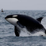 Évolution. Pourquoi les orques connaissent-elles la ménopause ?