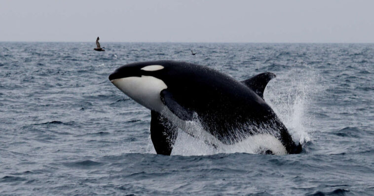 Évolution. Pourquoi les orques connaissent-elles la ménopause ?