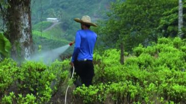 Colombie : le canyon del Micay, territoire fertile de la cocaïne