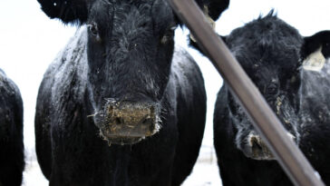 Forte concentration du virus H5N1 dans du lait de vaches contaminées aux Etats-Unis, selon l’OMS