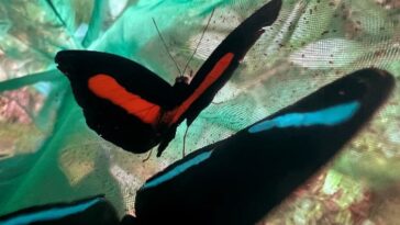 en Équateur, la diminution des espèces de papillons capturées inquiète les scientifiques