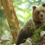 en Slovaquie, la chasse à l’ours est lancée