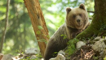 en Slovaquie, la chasse à l’ours est lancée