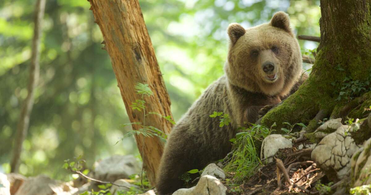 en Slovaquie, la chasse à l’ours est lancée