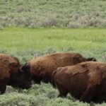 la renaissance du bison, symbole de l'Ouest américain