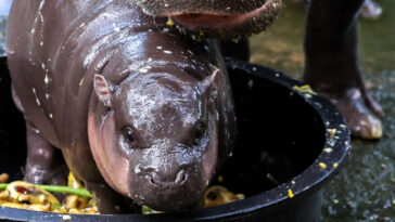 Moo Deng, le bébé hippopotame nain qui rend les internautes dingues et dangereux