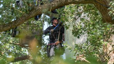 près de 60 arbres abattus, malgré la présence d’opposants