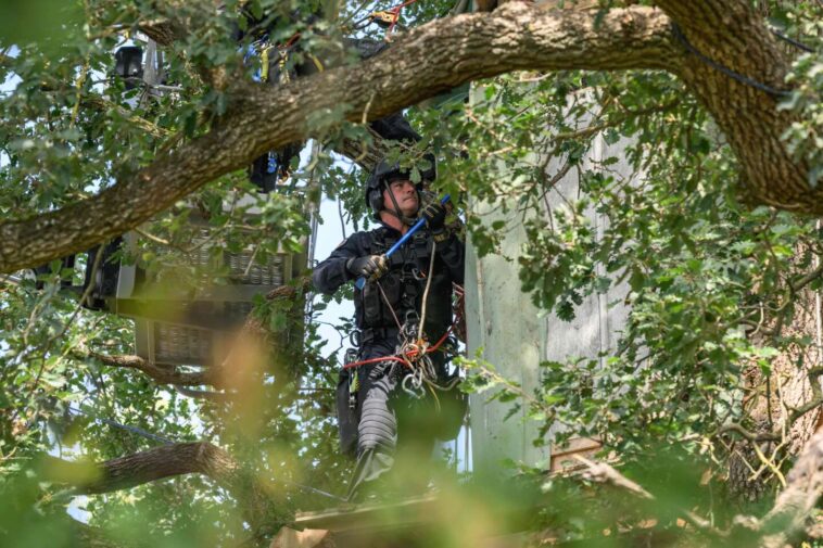 près de 60 arbres abattus, malgré la présence d’opposants