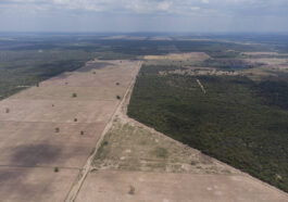 Le commerce du collagène participe à la déforestation au Paraguay, selon l’ONG Global Witness