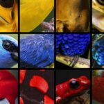 oiseaux, baleine et jaguar ont été réunis pour chanter l'hymne de la Colombie pour la COP16