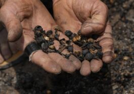 Le prix du café au plus haut depuis 50 ans, victime de la sécheresse au Brésil