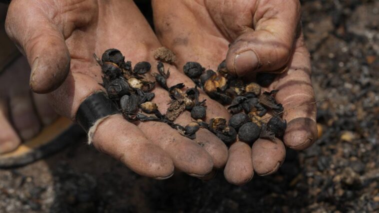 Le prix du café au plus haut depuis 50 ans, victime de la sécheresse au Brésil