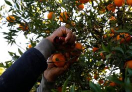 Dans un monde d’hommes, les pionnières algériennes d’une agriculture raisonnée