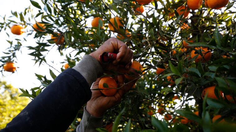 Dans un monde d’hommes, les pionnières algériennes d’une agriculture raisonnée