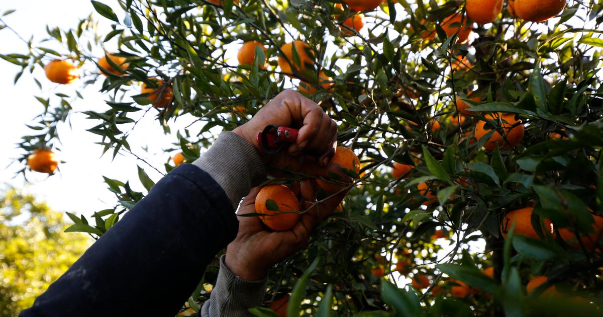 Dans un monde d’hommes, les pionnières algériennes d’une agriculture raisonnée