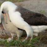 Une femelle albatros pond un œuf… à 74 ans