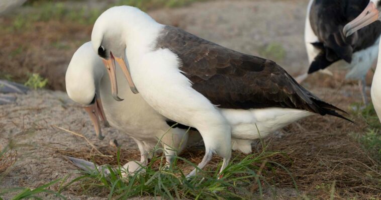 Une femelle albatros pond un œuf… à 74 ans