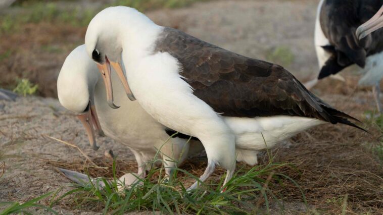 Une femelle albatros pond un œuf… à 74 ans