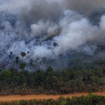 Au Brésil, la forêt amazonienne a connu en 2024 un nombre d'incendies record en 17 ans