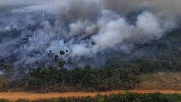 Au Brésil, la forêt amazonienne a connu en 2024 un nombre d'incendies record en 17 ans