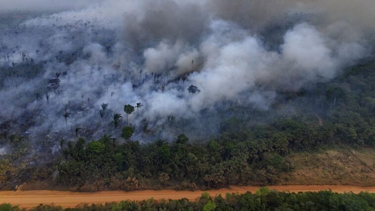 Au Brésil, la forêt amazonienne a connu en 2024 un nombre d'incendies record en 17 ans